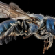 Illustration for article titled Close-Up Bee Portraits Are A Glimpse Into A Gorgeously Weird World